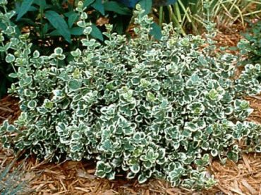 Изображение Бересклет Форчуна Эмеральд Гаети Бересклет Форчуна Эмеральд Гаети