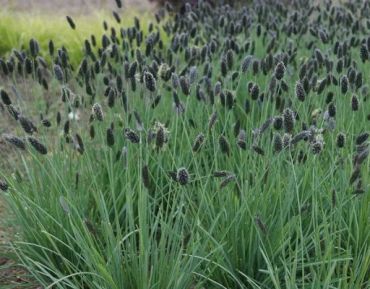 Изображение Сеслерия голубая Сеслерия голубая