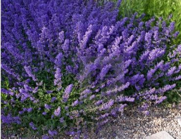 Котовник Фассена Кит Кэт