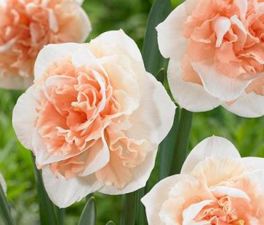 Нарцисс Флауэр Сюрпрайз (1 штука)