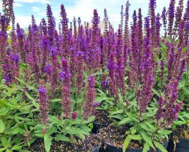 Изображение Шалфей дубравный Сальватор Блю Шалфей дубравный Сальватор Блю