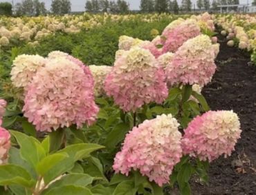 Гортензия метельчатая Саммер Лав