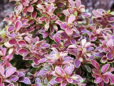 Барбарис Тунберга Адмирэйшн