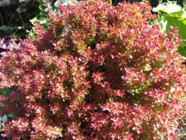 Барбарис Тунберга Адмирэйшн