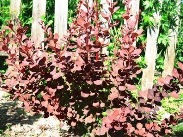 Барбарис Тунберга Атропурпуреа