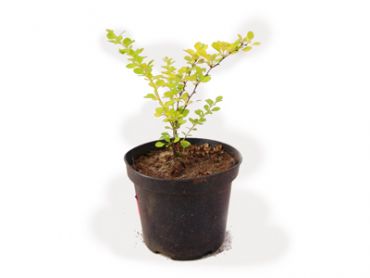 Барбарис Тунберга Ауреа