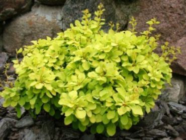 Барбарис Тунберга Бананза Голд