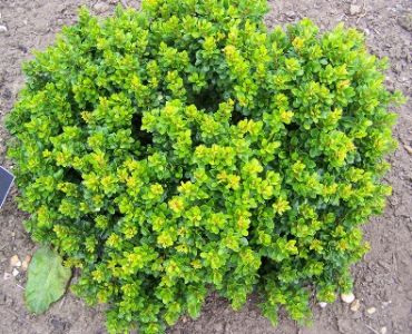 Барбарис Тунберга Кобольд 