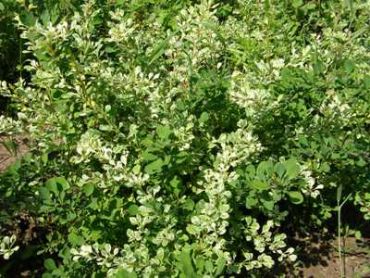 Барбарис Тунберга Корник 3-летка