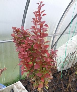 Барбарис Тунберга Ред Рокет