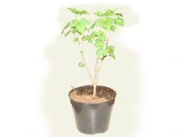 Изображение Белая смородина Баяна Белая смородина Баяна