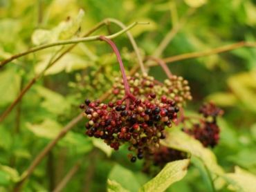 Бузина черная