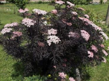 Бузина черная Блэк Лейс (Ева)