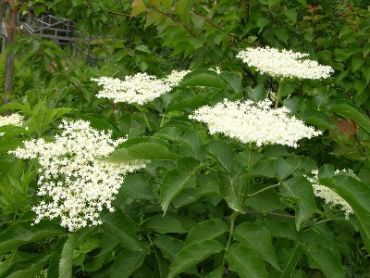 Бузина черная