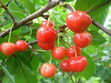 Черешня Брянская розовая