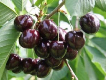 Черешня Ипуть