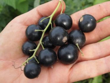 Черная смородина Селеченская