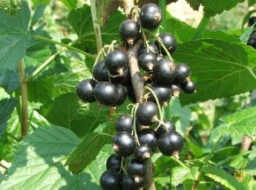 Изображение Черная смородина Сокровище Черная смородина Сокровище