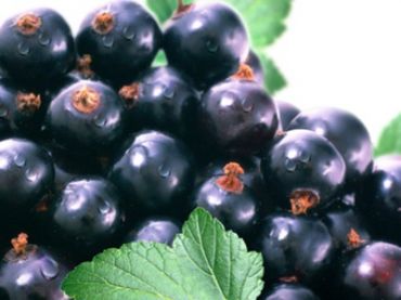 Черная смородина Титания