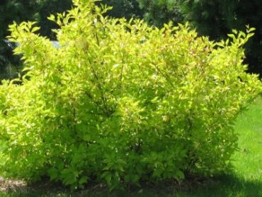 Изображение Дерен белый Ауреа Дерен белый Ауреа