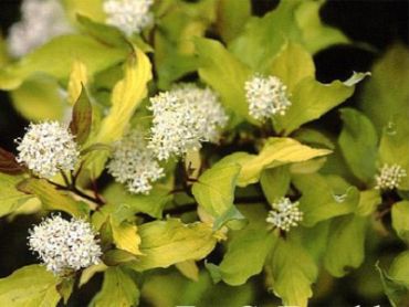 Изображение Дерен белый Ауреа Дерен белый Ауреа