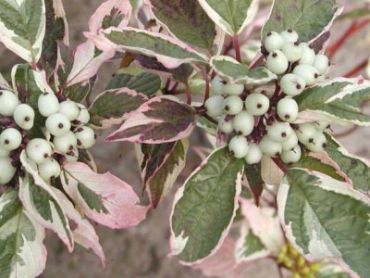 Изображение Дерен белый Сибирика Вариегата Дерен белый Сибирика Вариегата