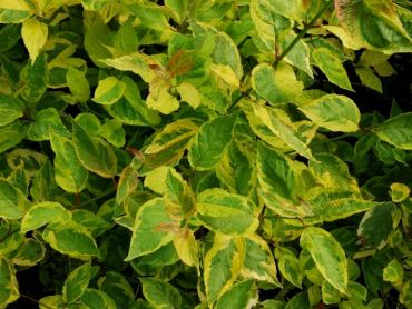 Дерен белый пестролистный Шпети