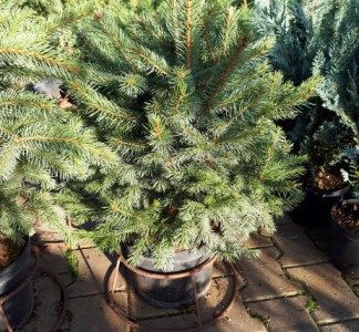 Ель колючая Глаука