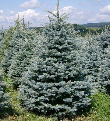 Ель колючая Глаука