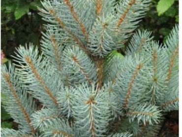 Ель колючая Изели Фастигиата