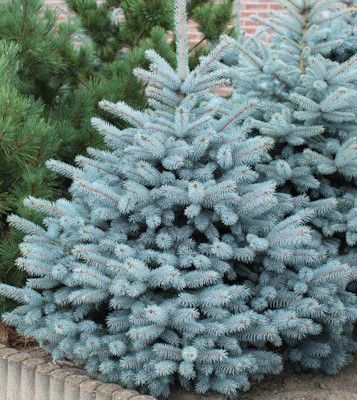 Ель колючая Супер Блю Сидлинг