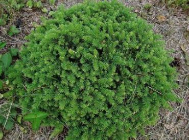 Ель обыкновенная Литл Джем