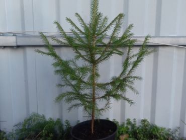 Ель обыкновенная (европейская)