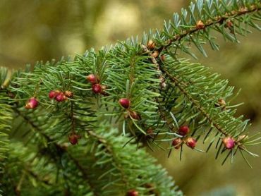 Ель сербская