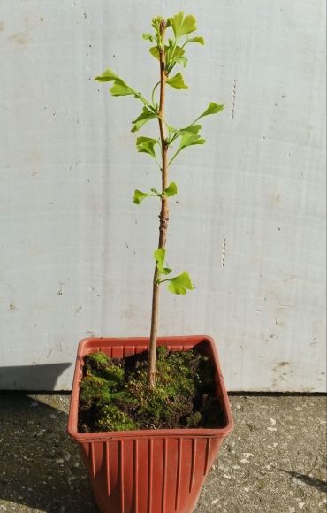 Гинкго билоба