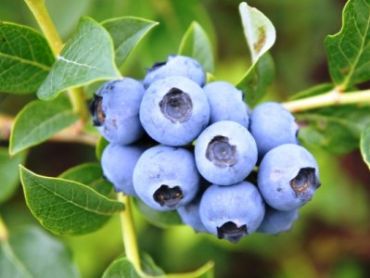 Голубика высокорослая Дюк