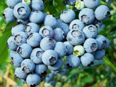 Голубика высокорослая Патриот