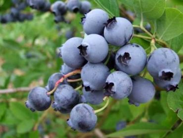 Изображение Голубика высокорослая Торо Голубика высокорослая Торо