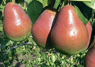 Изображение Груша Ника 2-летка Груша Ника 2-летка