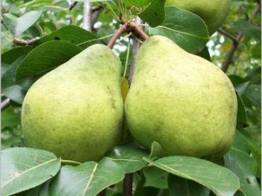 Груша Память Жегалова