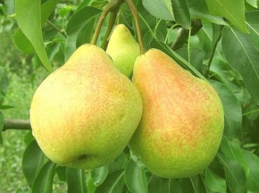 Груша Памяти Яковлева