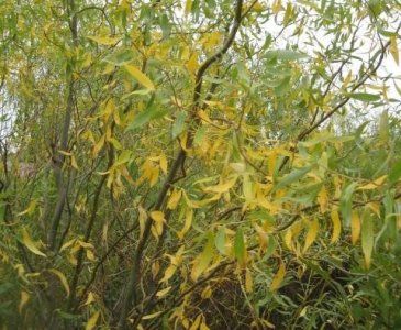 Ива извилистая Уральская