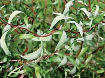 Ива извилистая Уральская