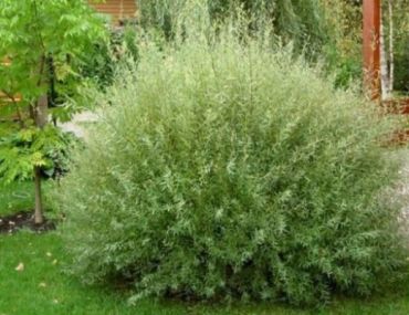 Ива пурпурная Грацилис 