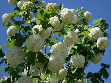 Изображение Калина Бульденеж (Снежный шар) Калина Бульденеж (Снежный шар)