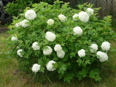 Изображение Калина Бульденеж (Снежный шар) Калина Бульденеж (Снежный шар)