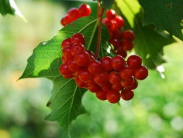 Калина Изобильная