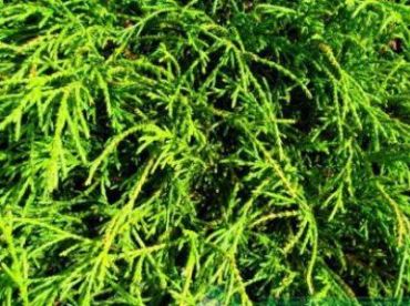 Кипарисовик горохоплодный Филифера нана