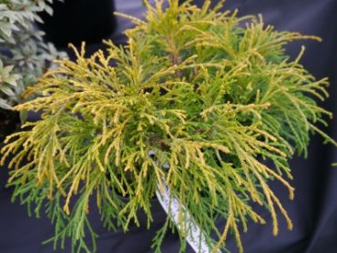 Кипарисовик горохоплодный Филифера санголд