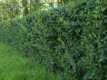 Кизильник блестящий 